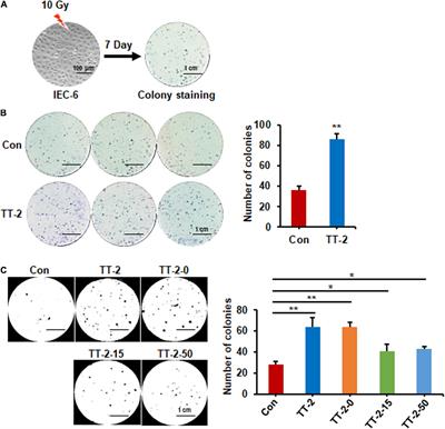 An Active Fraction of Trillium tschonoskii Promotes the Regeneration of Intestinal Epithelial Cells After Irradiation